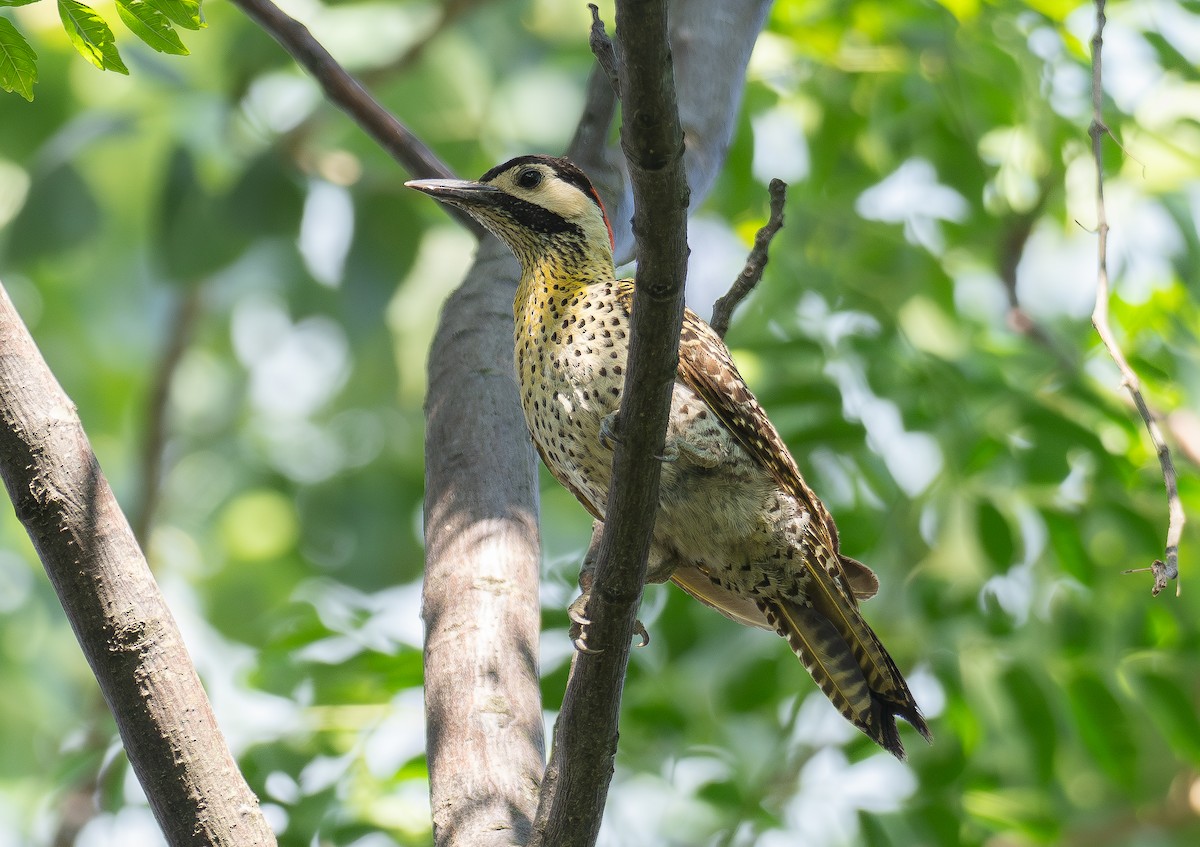 Green-barred Woodpecker - ML615392747
