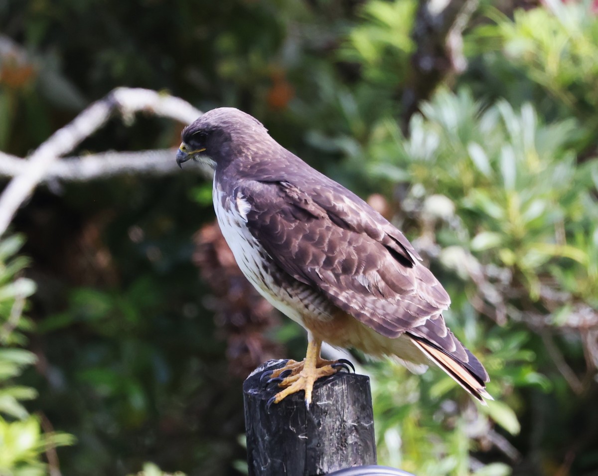 Red-tailed Hawk (costaricensis) - ML615392873
