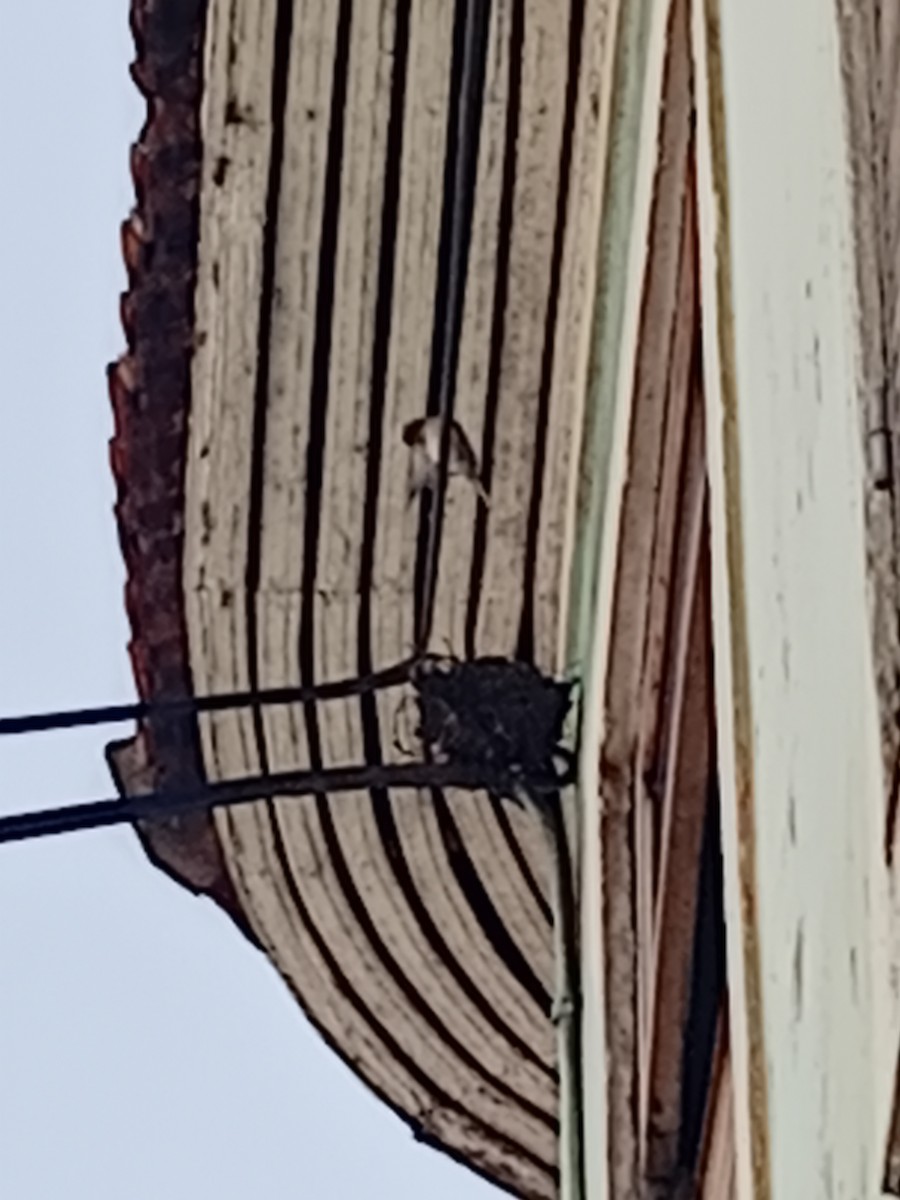 House Sparrow - ML615393061