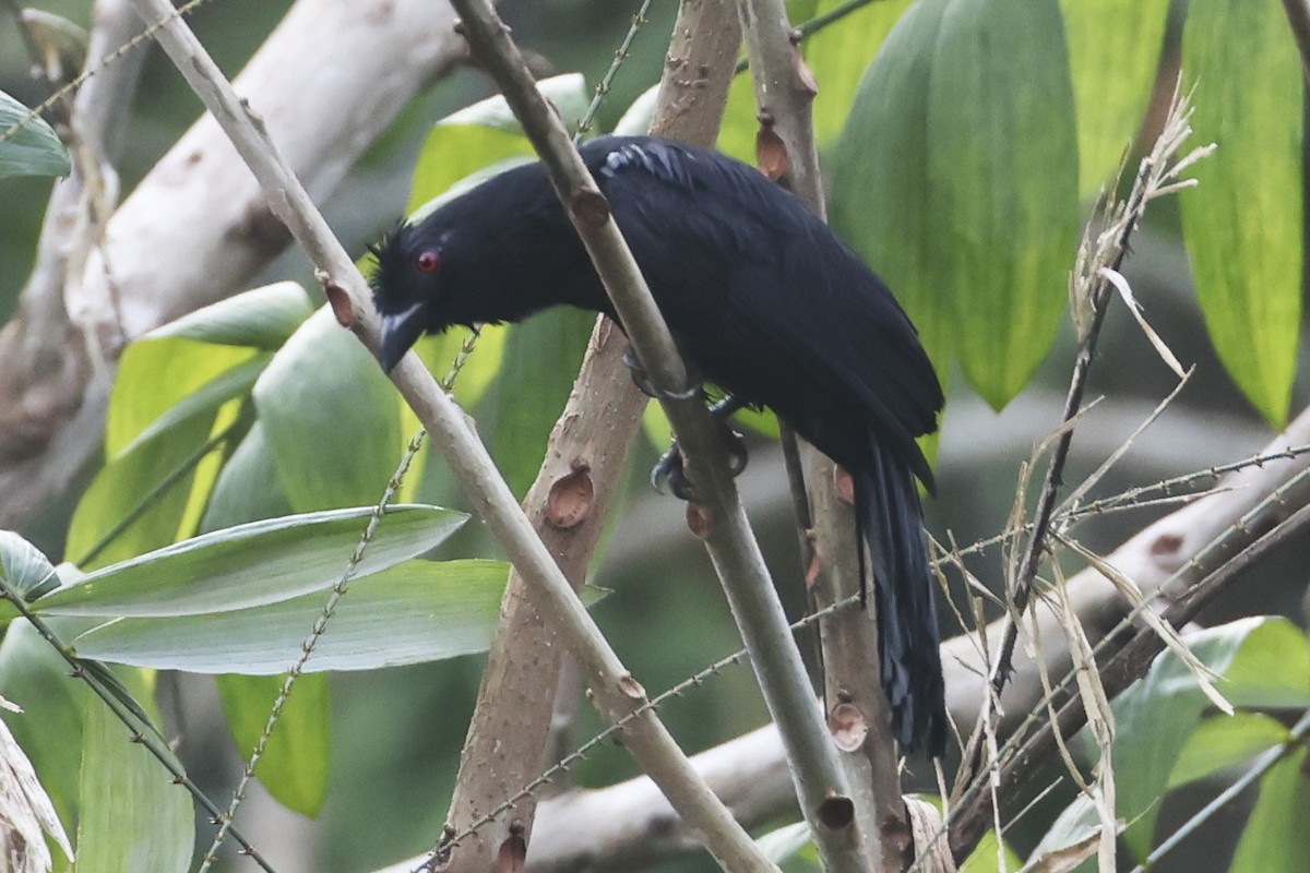 Black Magpie (Bornean) - ML615393135
