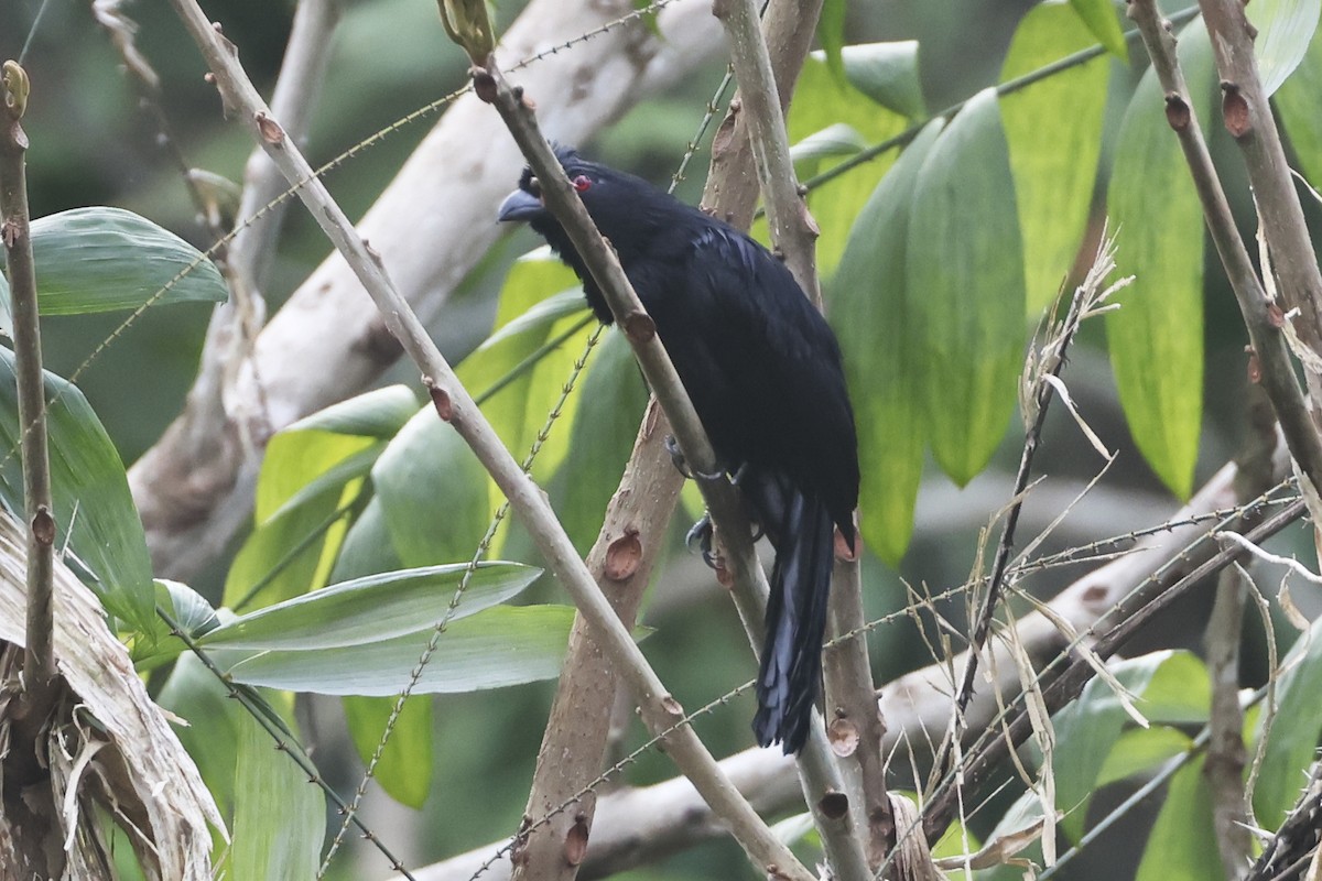 Black Magpie (Bornean) - ML615393136