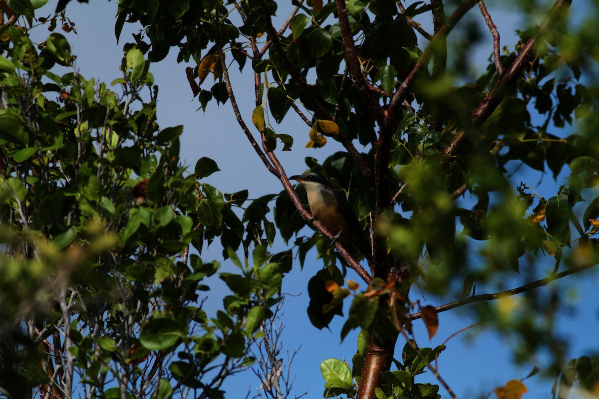 Mangrove Cuckoo - ML615393418