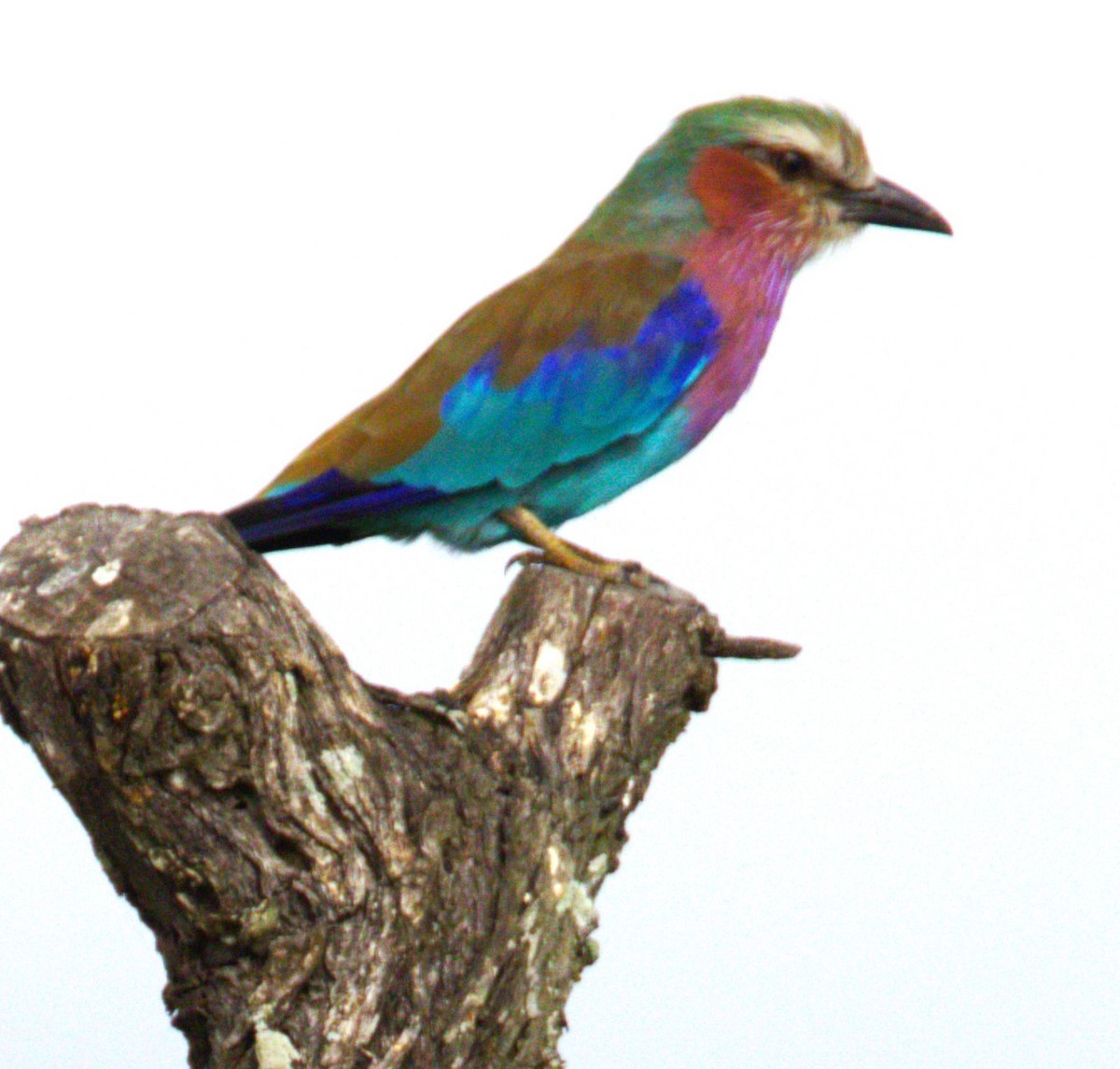 Lilac-breasted Roller - ML615393449