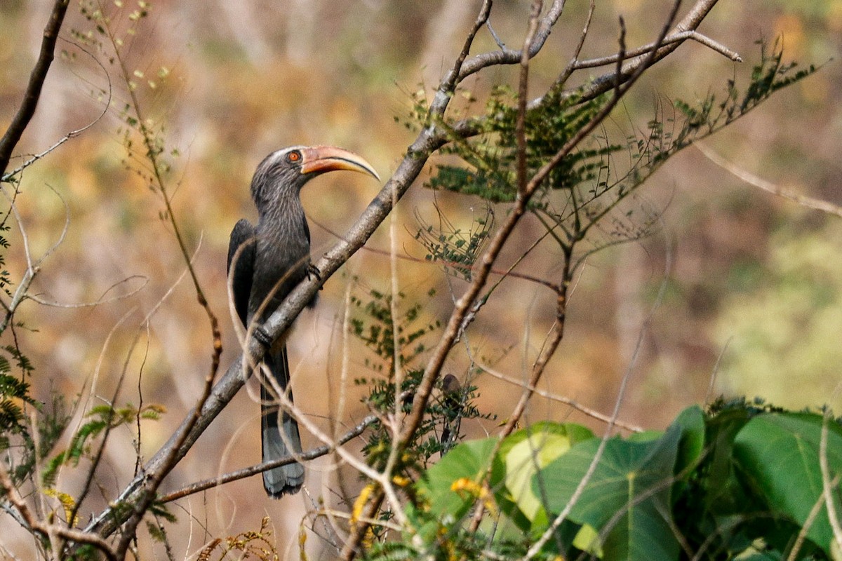 Malabar Gray Hornbill - Adil Ali