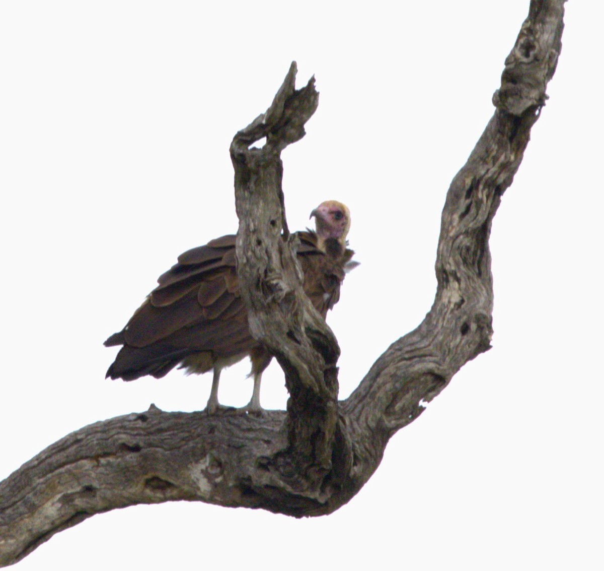 Hooded Vulture - ML615393713