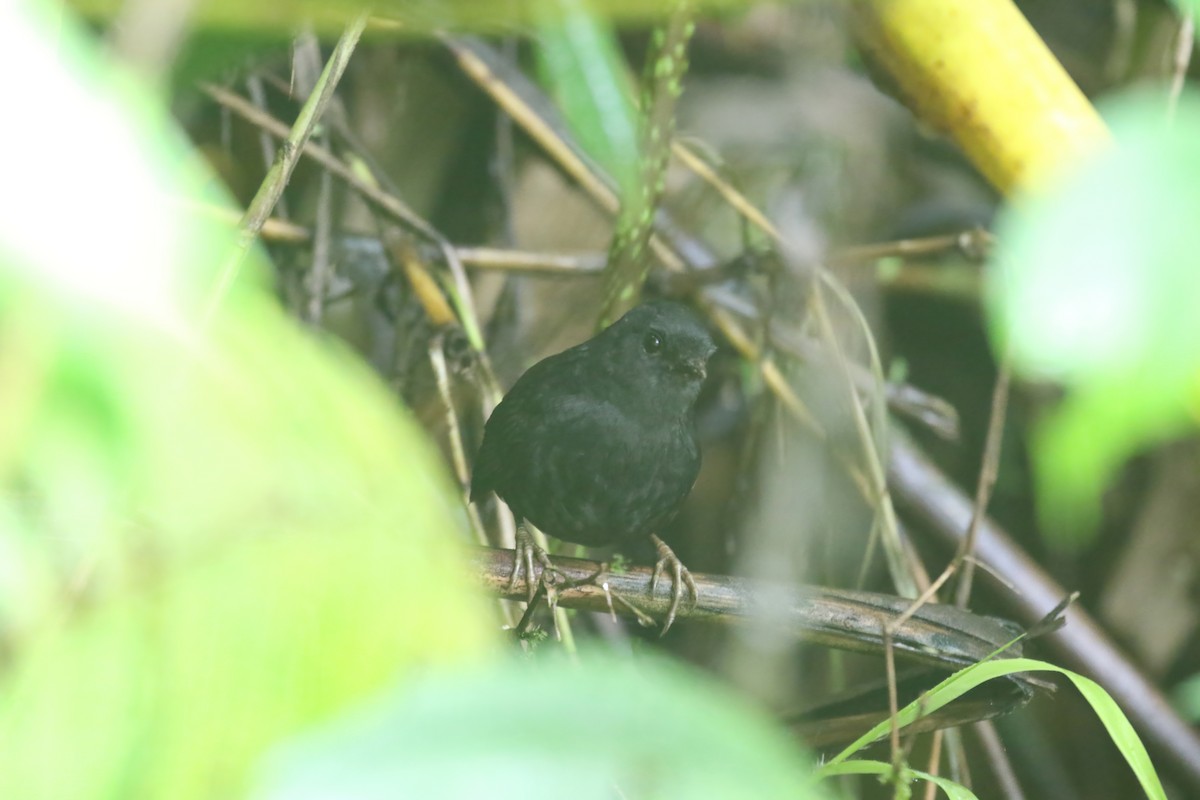 Long-tailed Tapaculo - ML615393726
