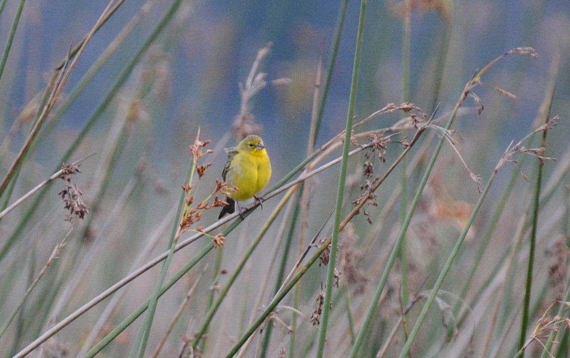 Grassland Yellow-Finch (Montane) - Kyle Kittelberger