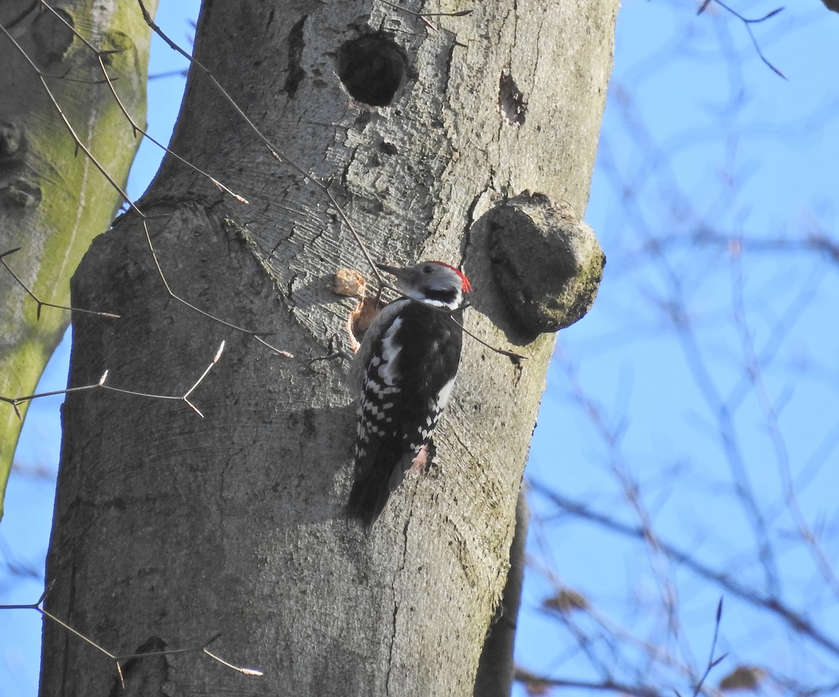 Middle Spotted Woodpecker - ML615393803