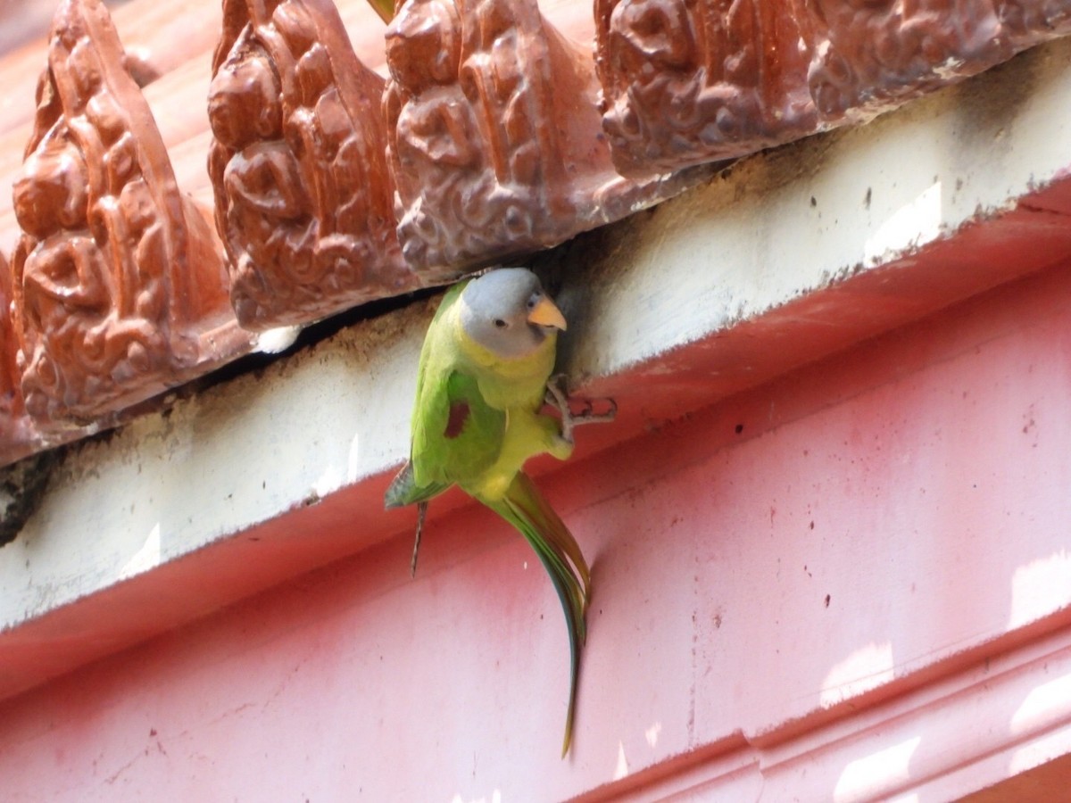 Розовоголовый кольчатый попугай - ML615393859