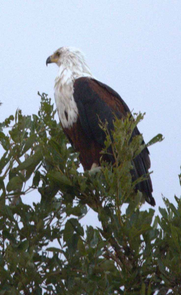 African Fish-Eagle - ML615394058