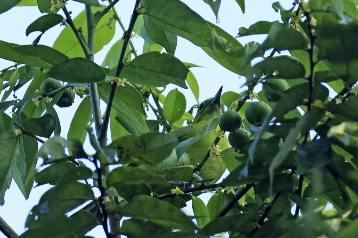 Lesser Green Leafbird - ML615394160