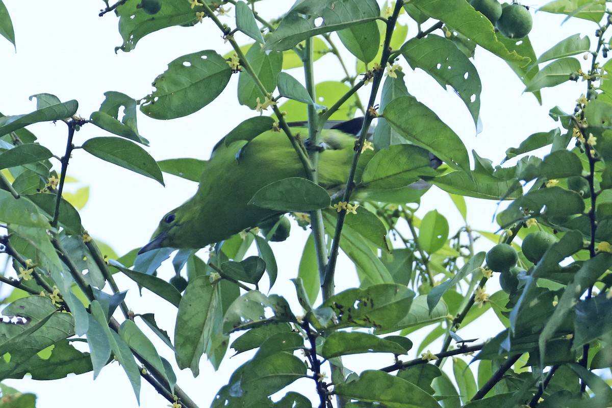 Lesser Green Leafbird - ML615394161