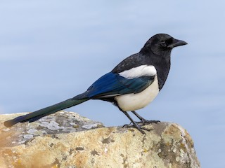  - Eurasian Magpie (Eurasian)