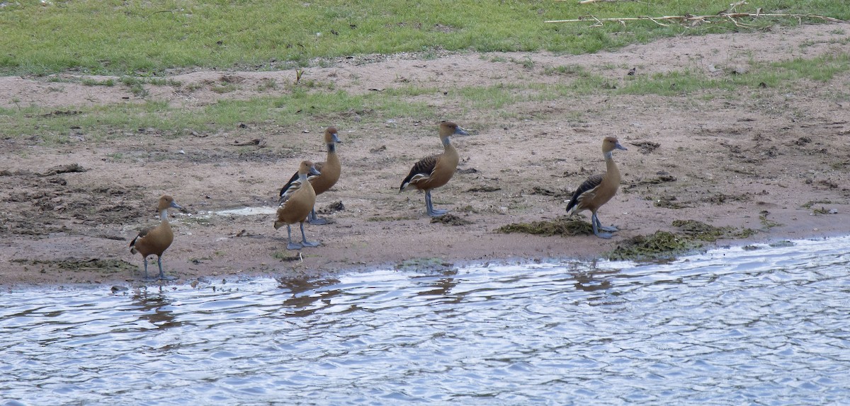 Fulvous Whistling-Duck - ML615394353