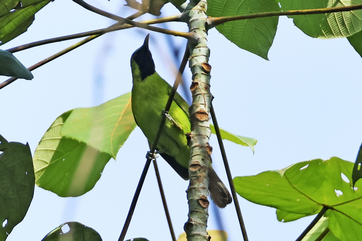 Greater/Lesser Green Leafbird - Steven Whitebread