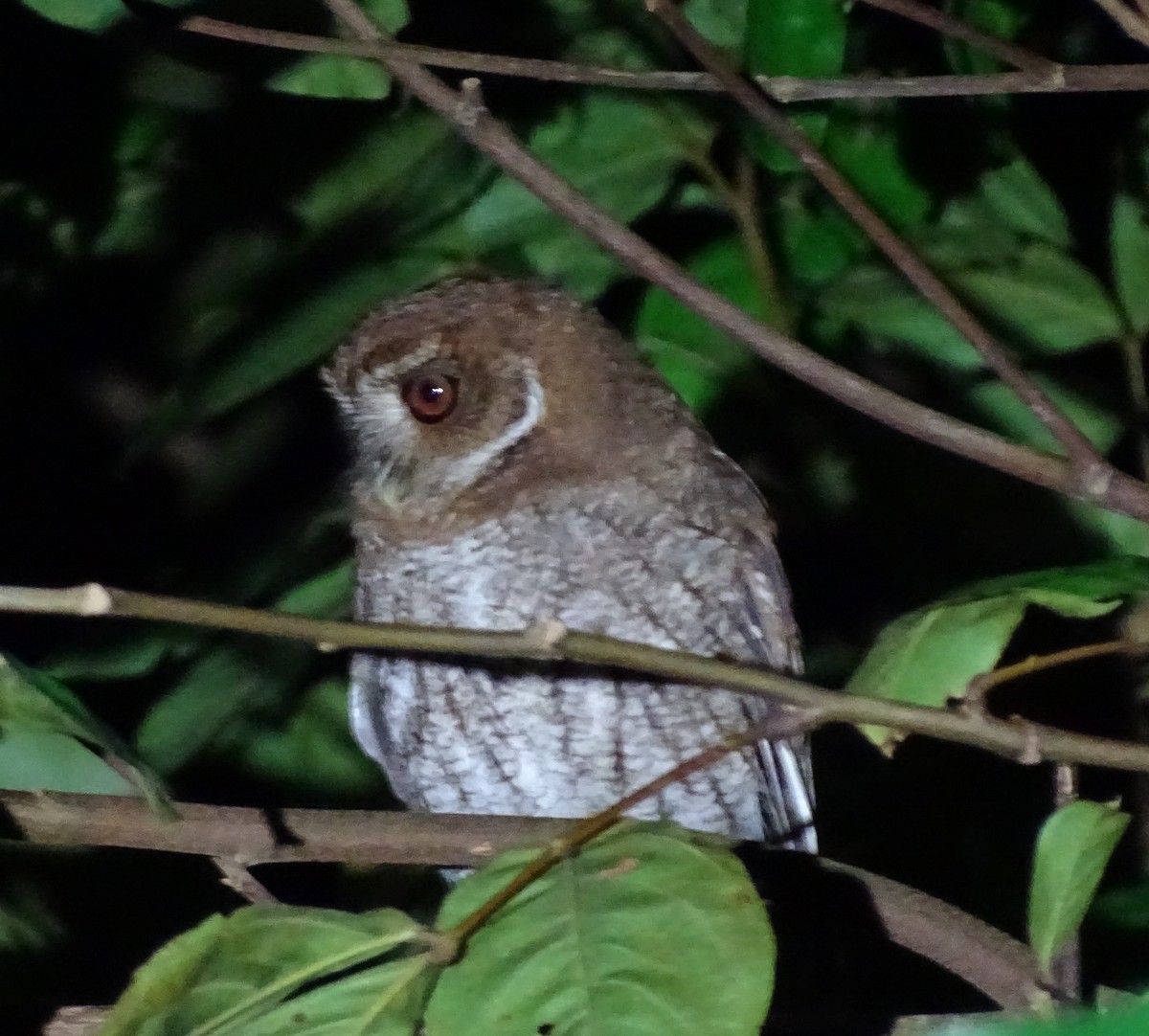 Puerto Rican Owl - ML615394444
