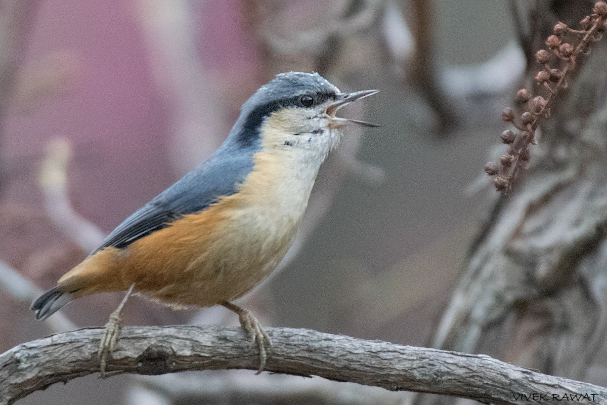 White-tailed Nuthatch - ML615394473