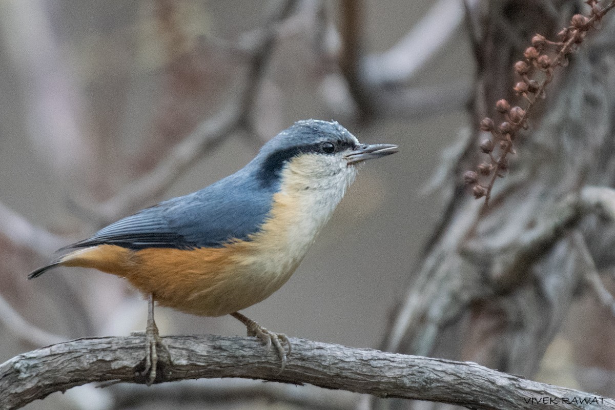 White-tailed Nuthatch - ML615394474