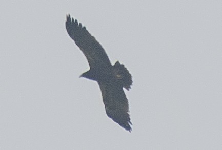 Indian Spotted Eagle - ML615394599