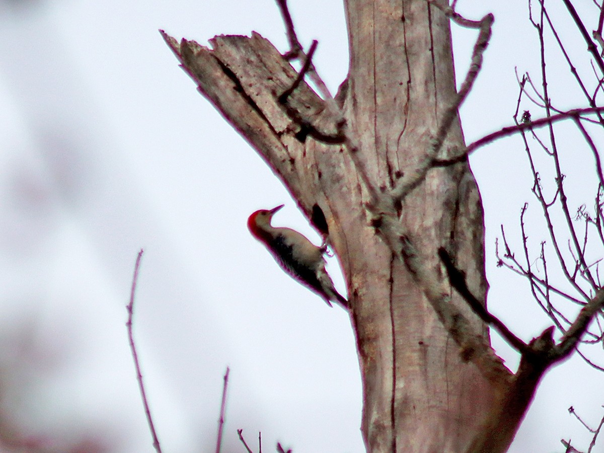 Red-bellied Woodpecker - ML615394763