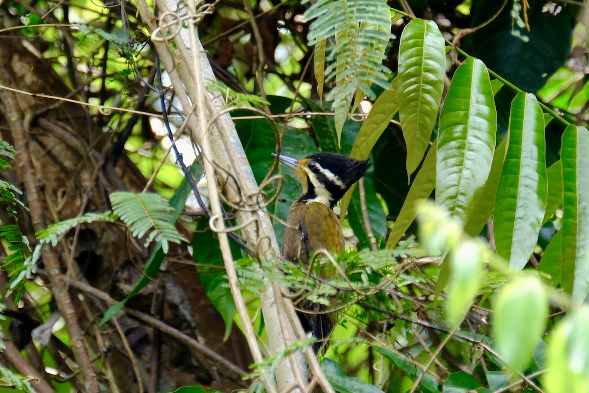 Olive-backed Woodpecker - ML615394831