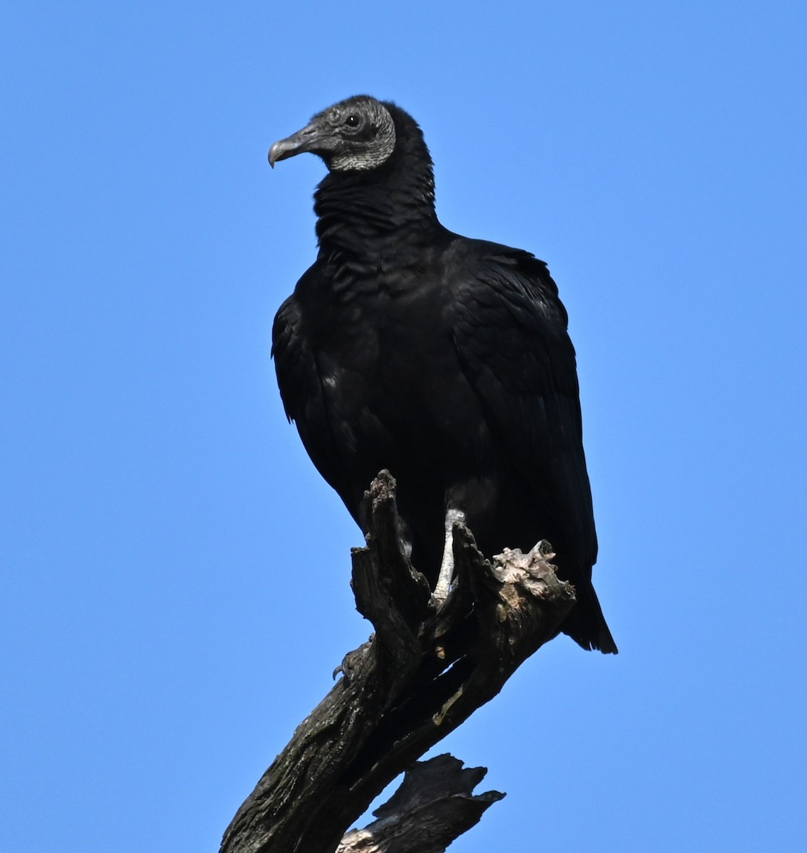 Black Vulture - ML615394875