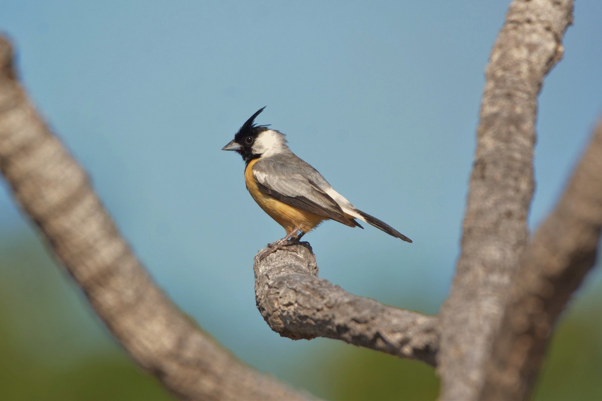 Coal-crested Finch - ML615395197