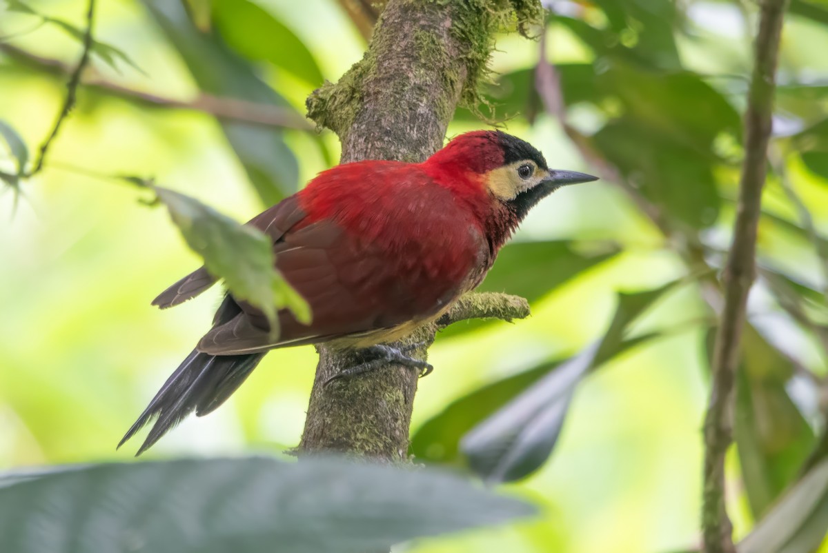 Crimson-mantled Woodpecker (Crimson-mantled) - ML615395244