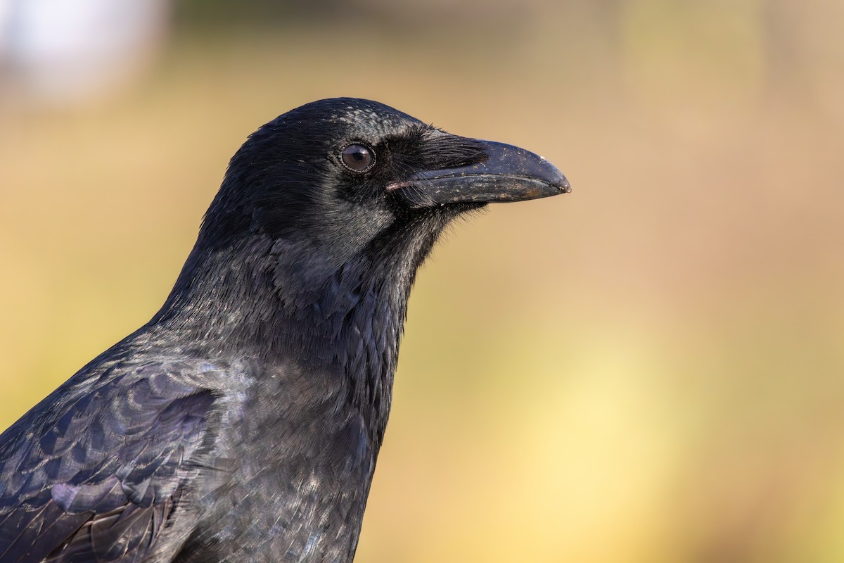 Carrion Crow (Western) - ML615395322