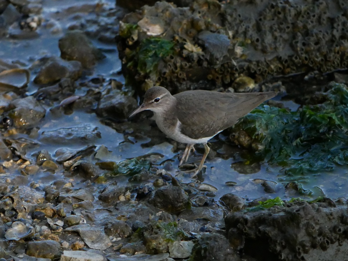 Spotted Sandpiper - Gail Smith