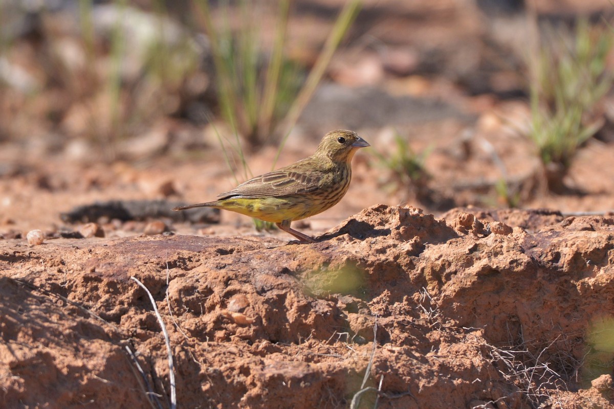 Stripe-tailed Yellow-Finch - ML615395422