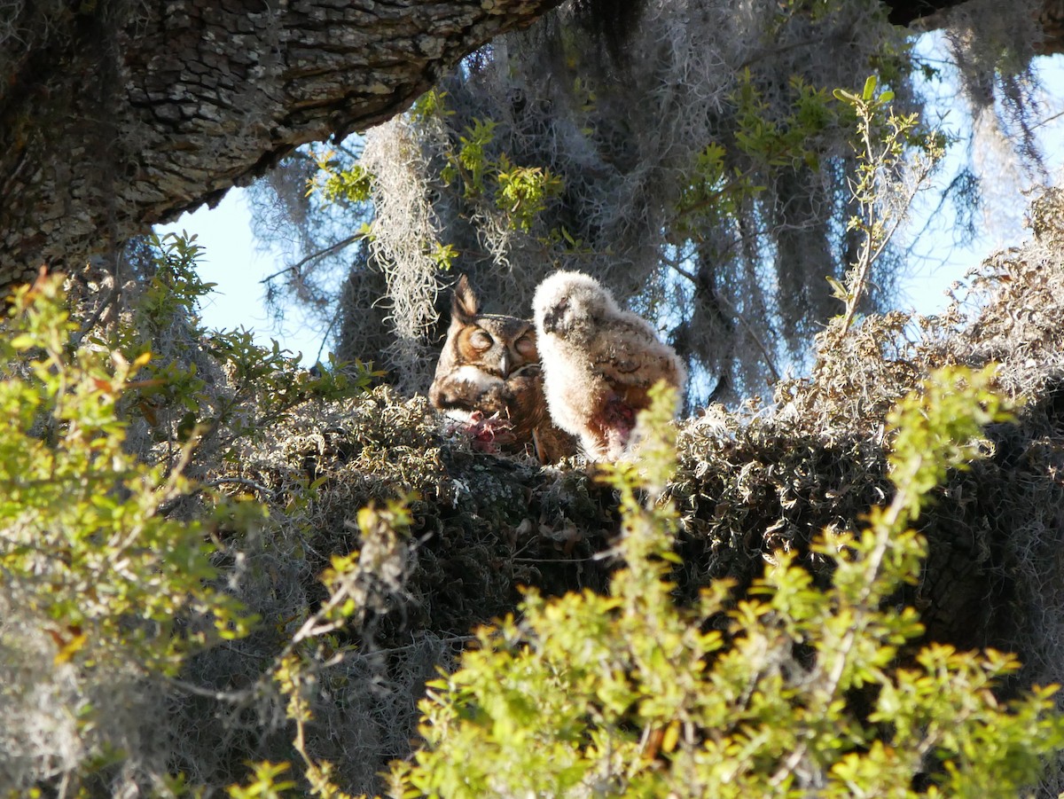 Great Horned Owl - ML615395444