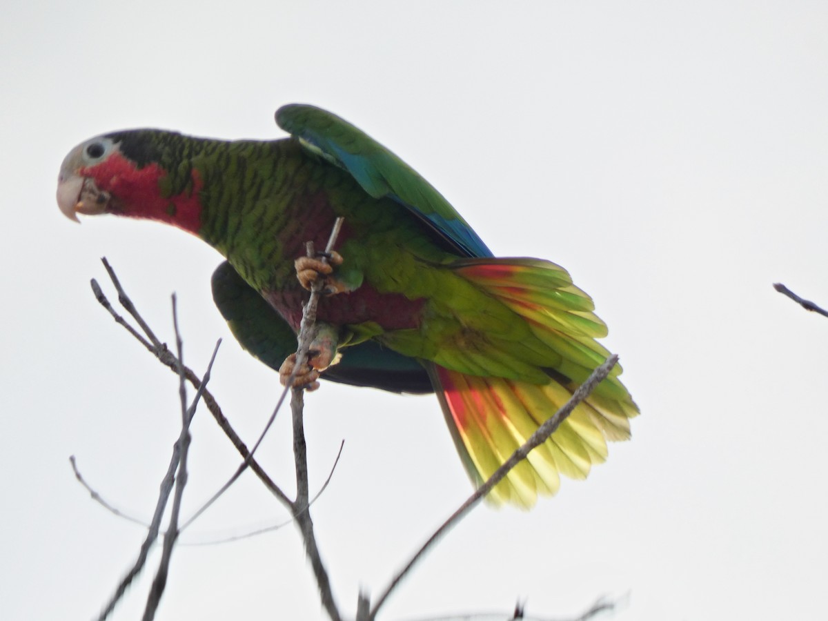 Cuban Parrot (Cuban) - ML615395678