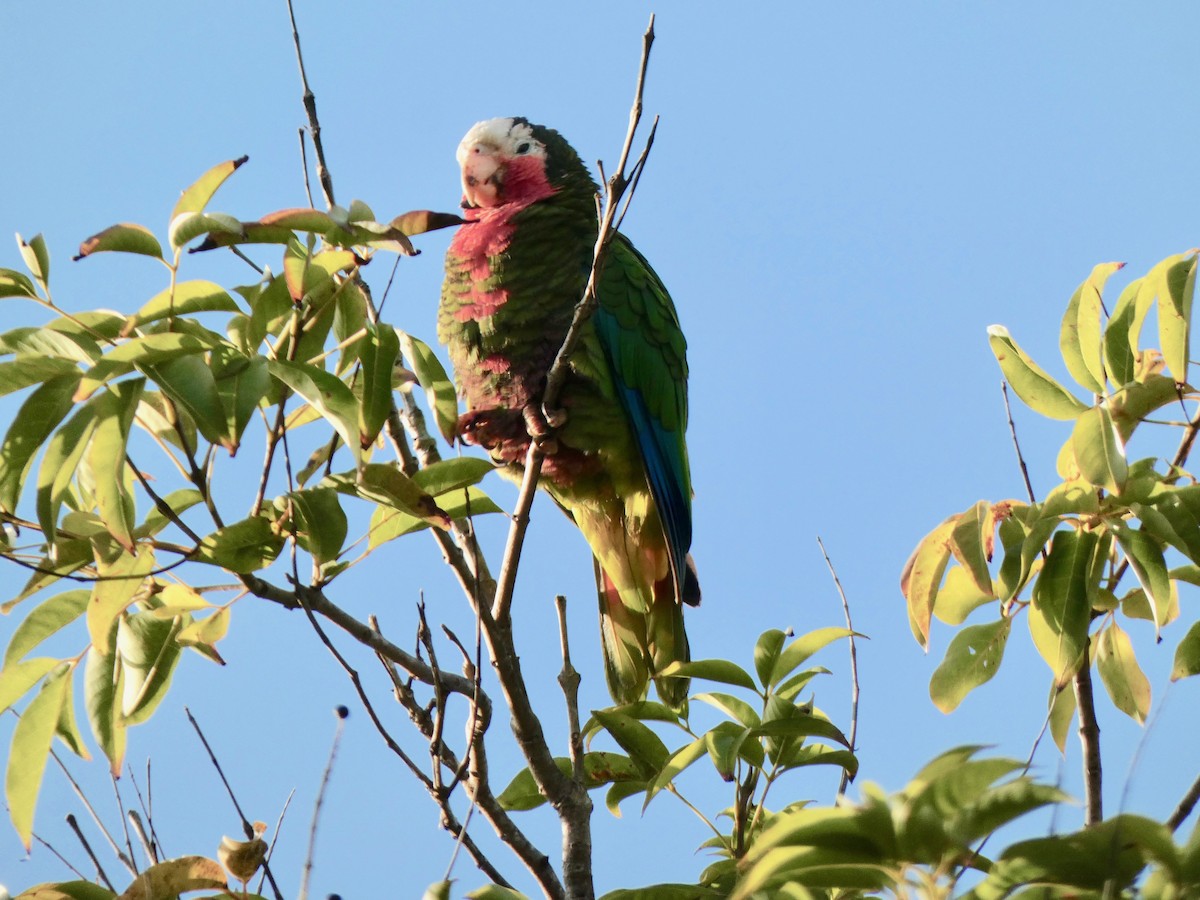 Cuban Parrot (Cuban) - ML615395687