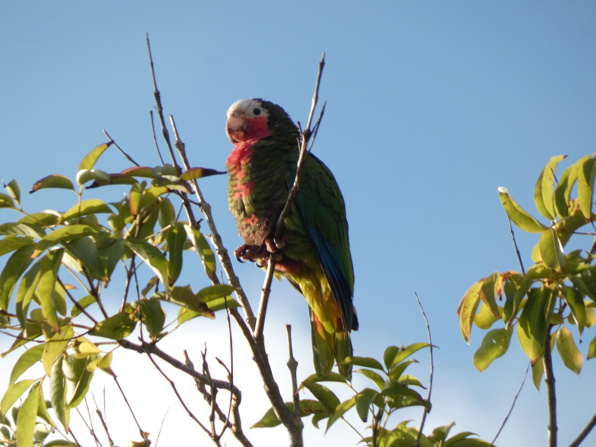Cuban Parrot (Cuban) - Jannaca Chick