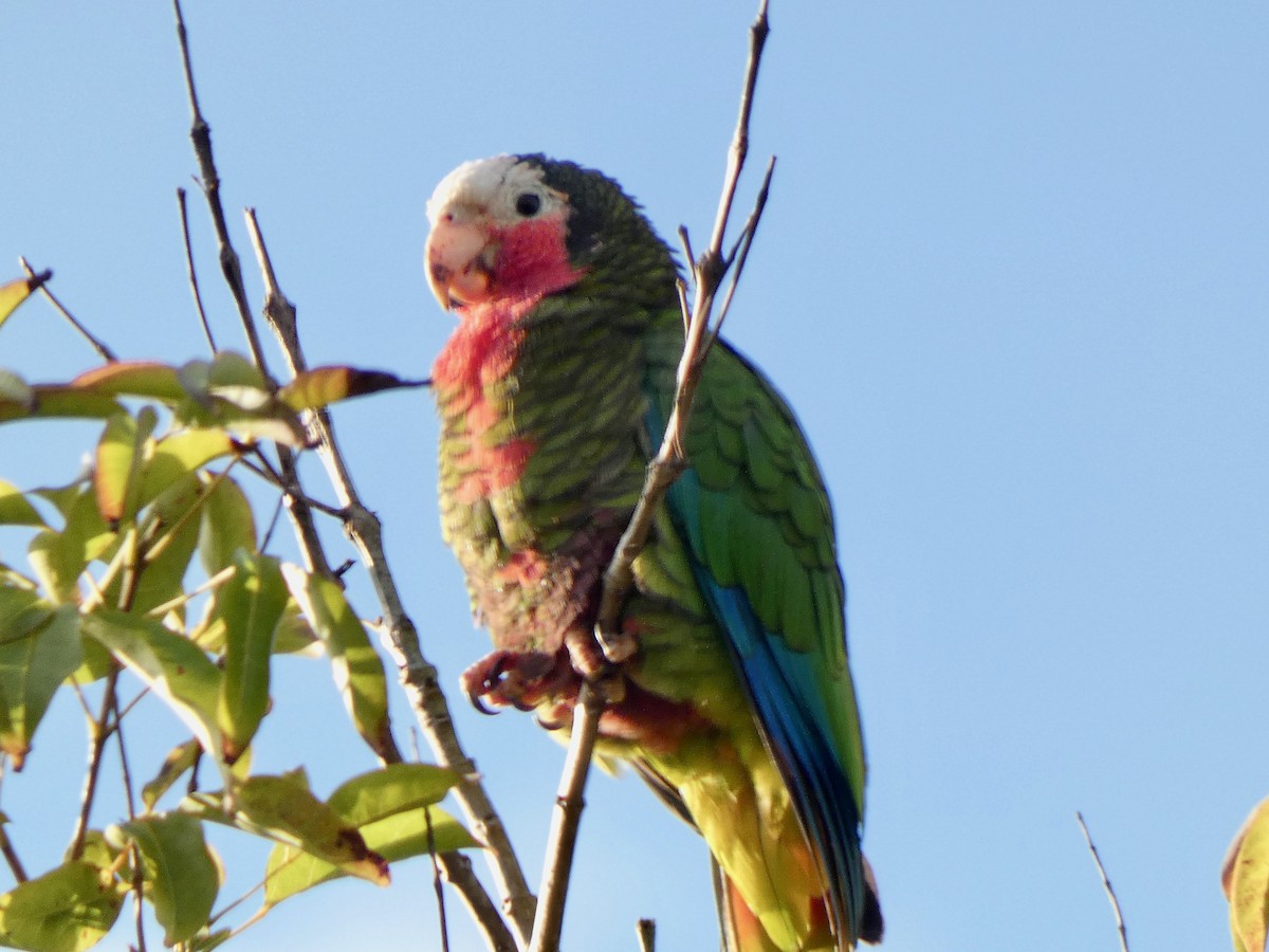 Cuban Parrot (Cuban) - Jannaca Chick