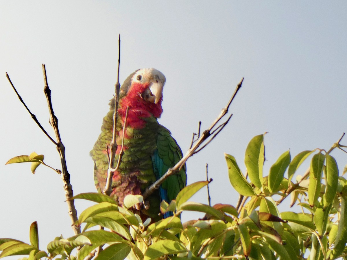 Cuban Parrot (Cuban) - ML615395714