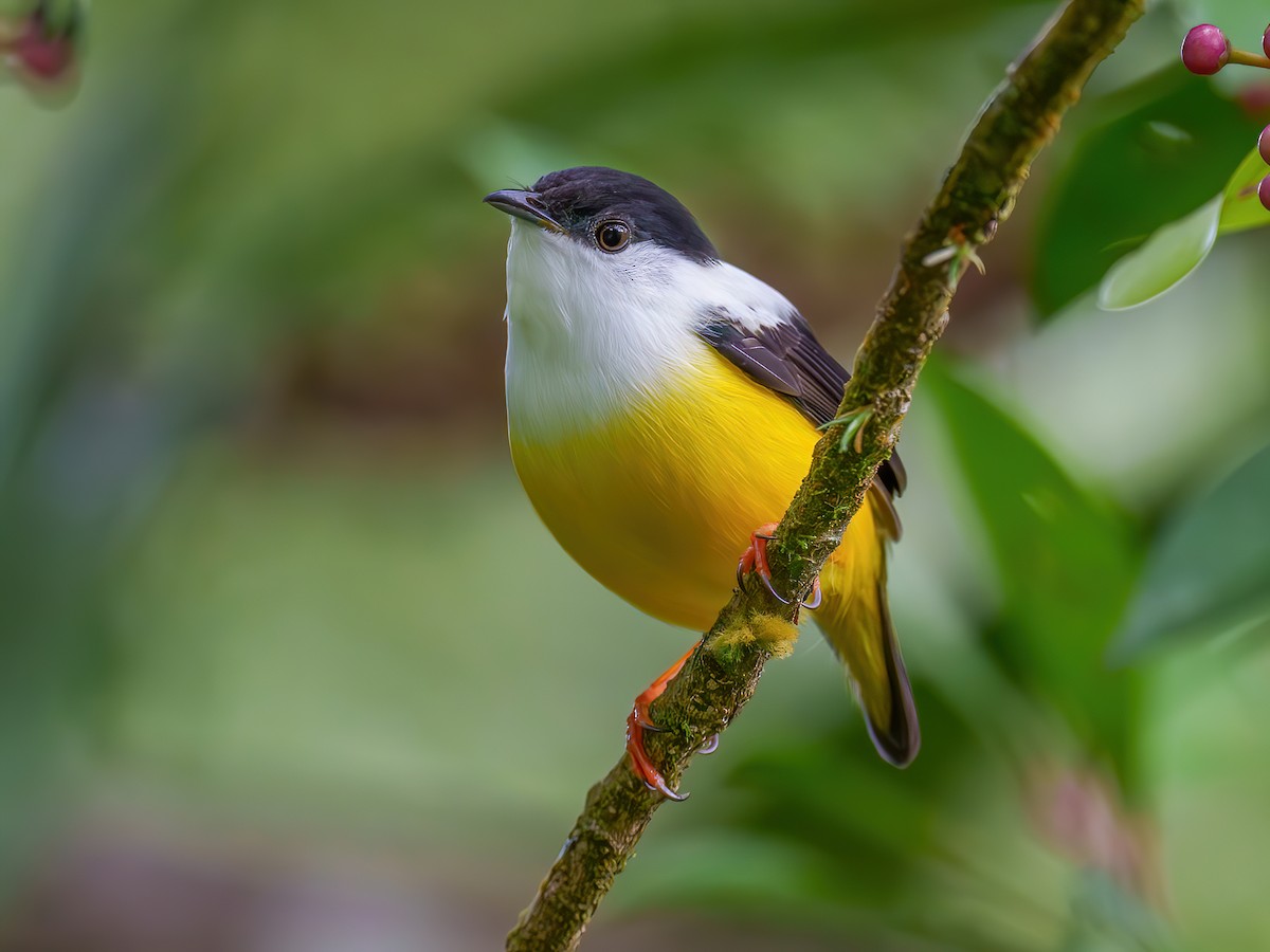 White-collared Manakin - Manacus candei - Birds of the World