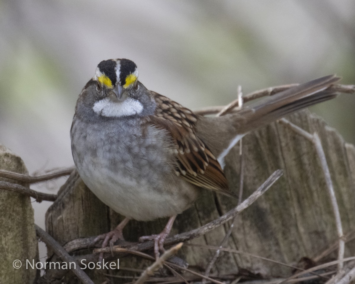 White-throated Sparrow - Norman Soskel