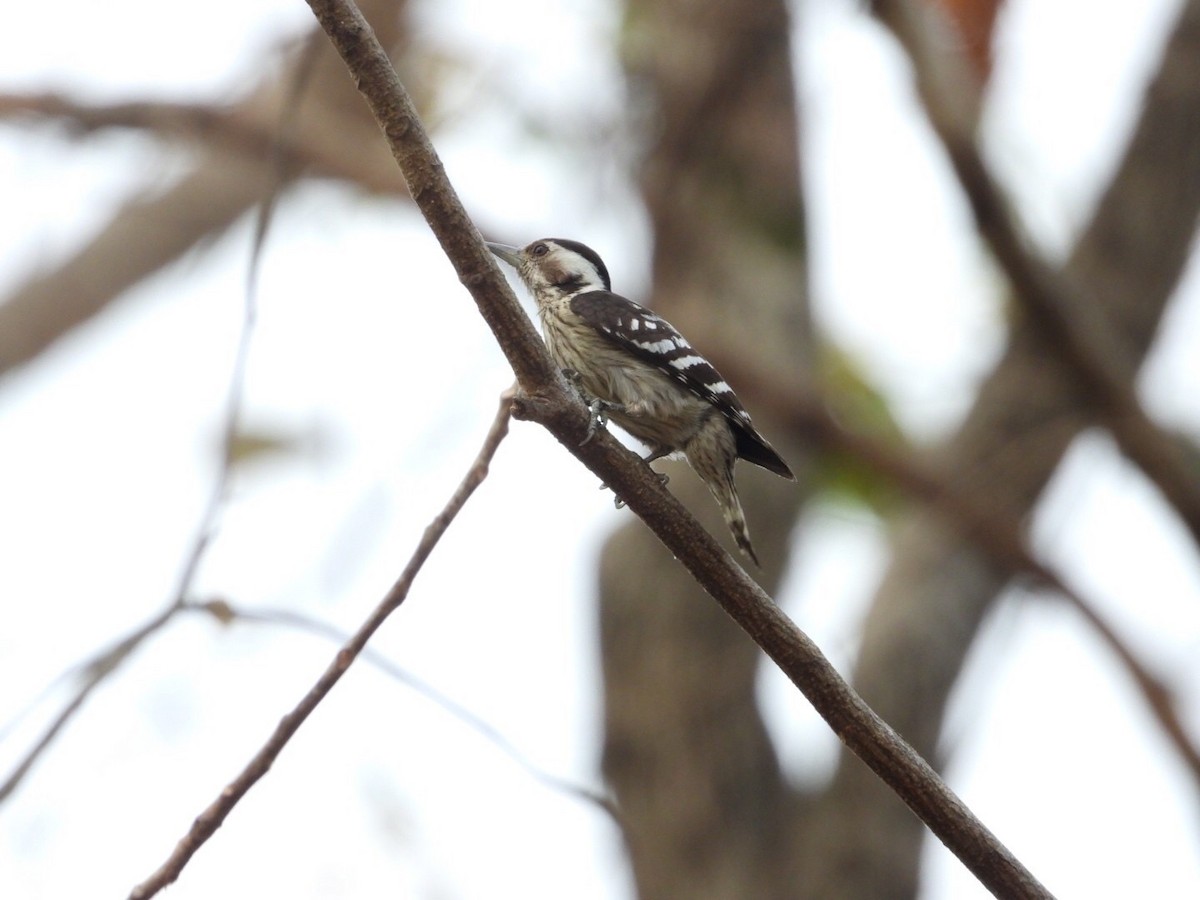 Gray-capped Pygmy Woodpecker - ML615396036