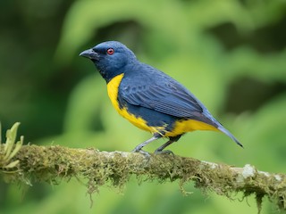  - Blue-and-gold Tanager