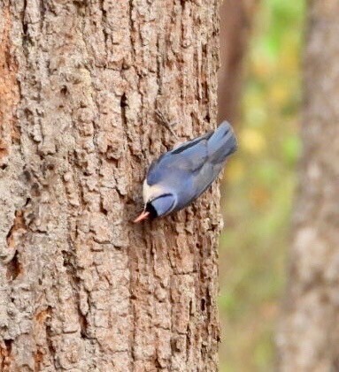 Velvet-fronted Nuthatch - ML615396066