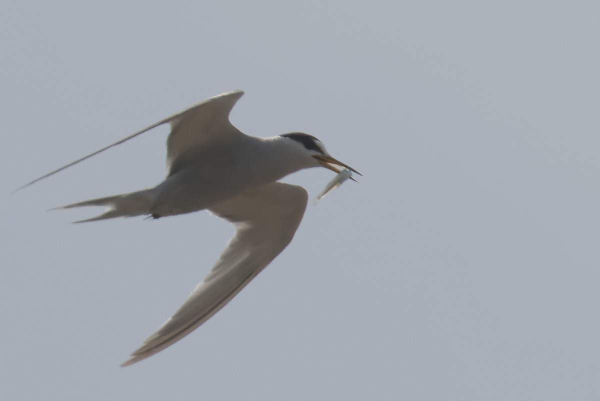 Peruvian Tern - ML615396345