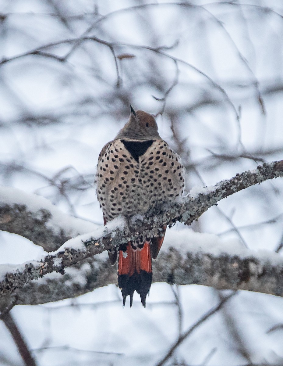 Northern Flicker (Red-shafted) - ML615396363