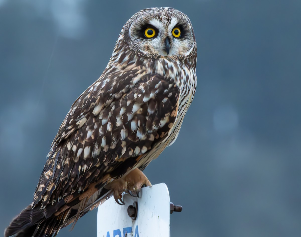 Short-eared Owl - ML615396482