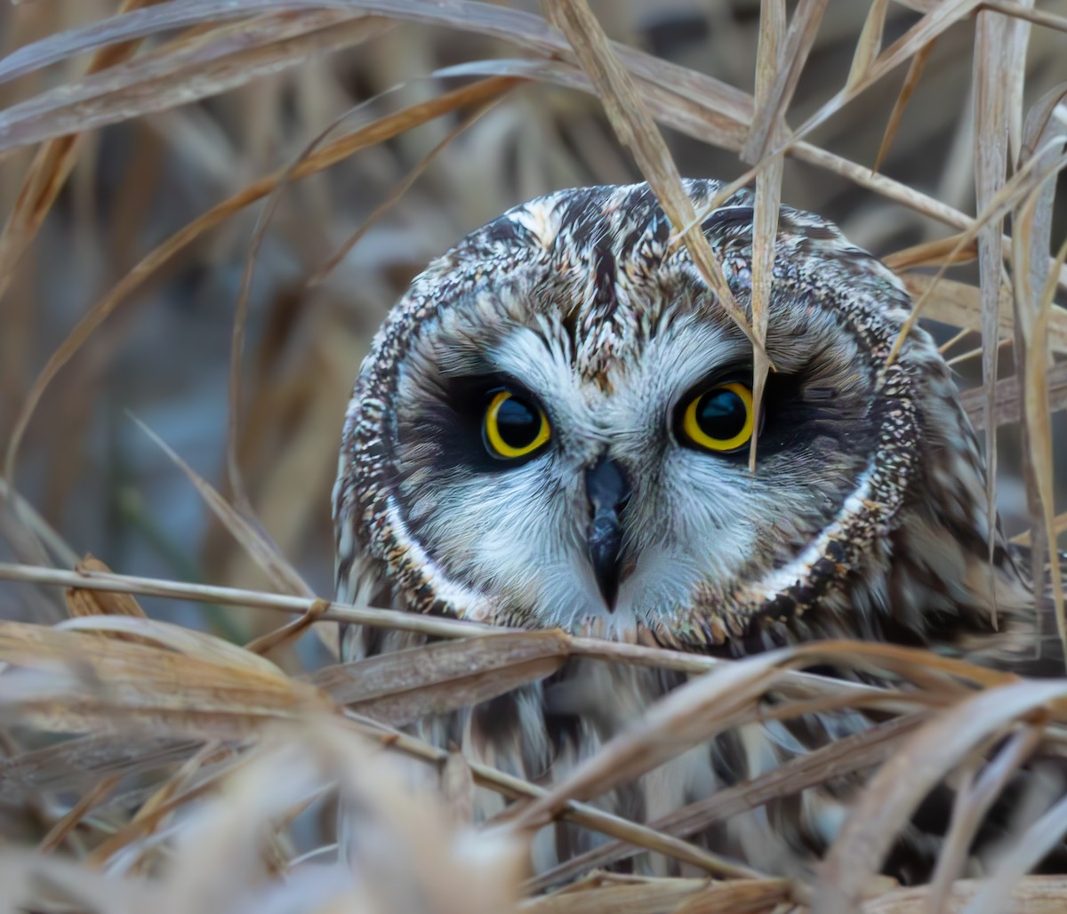 Short-eared Owl - ML615396483