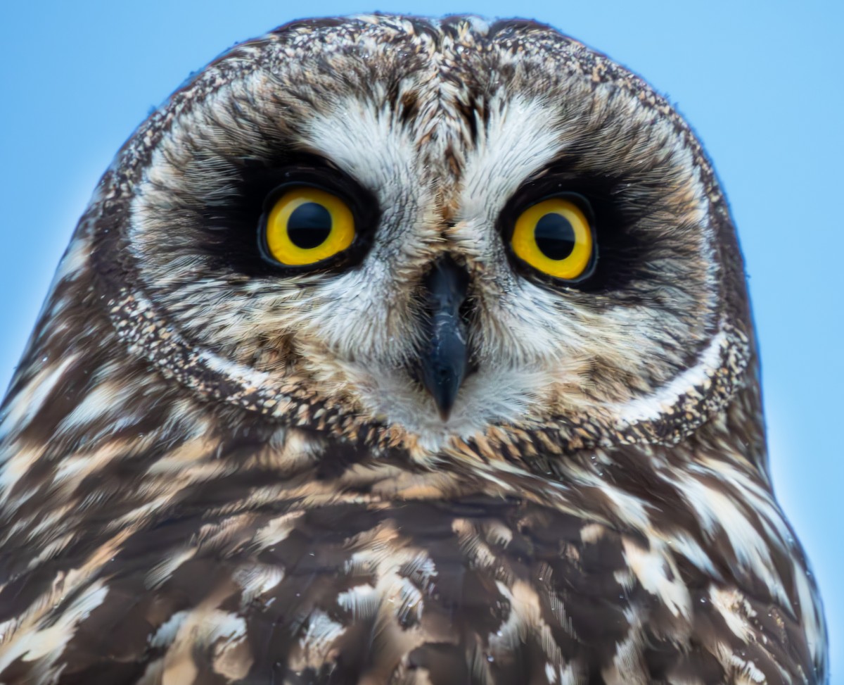 Short-eared Owl - ML615396484