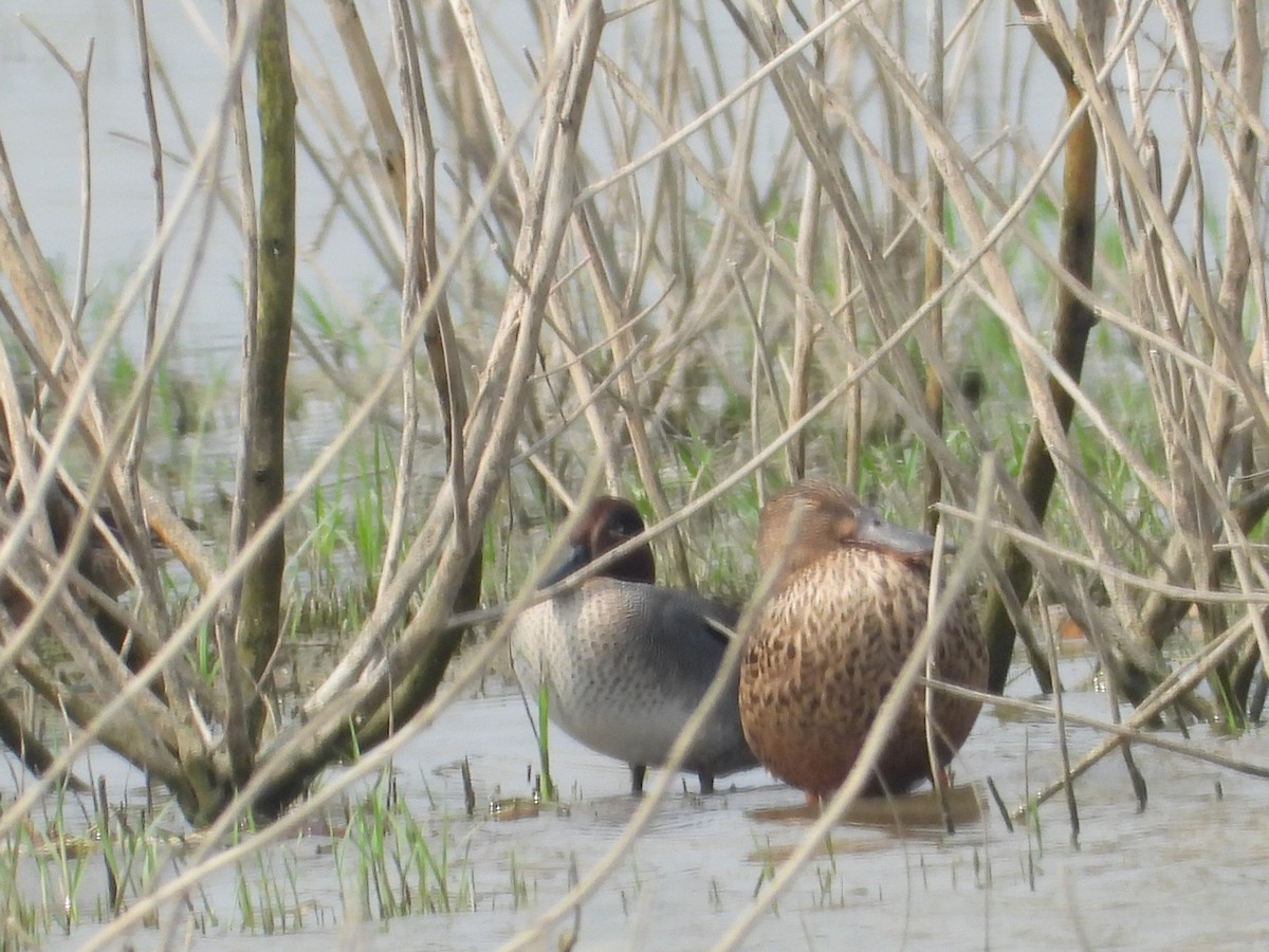 Green-winged Teal - ML615396599