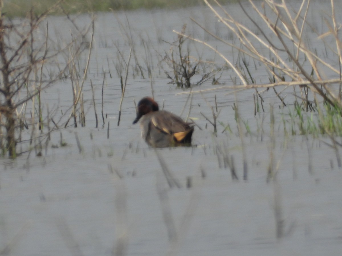 Green-winged Teal - ML615396601