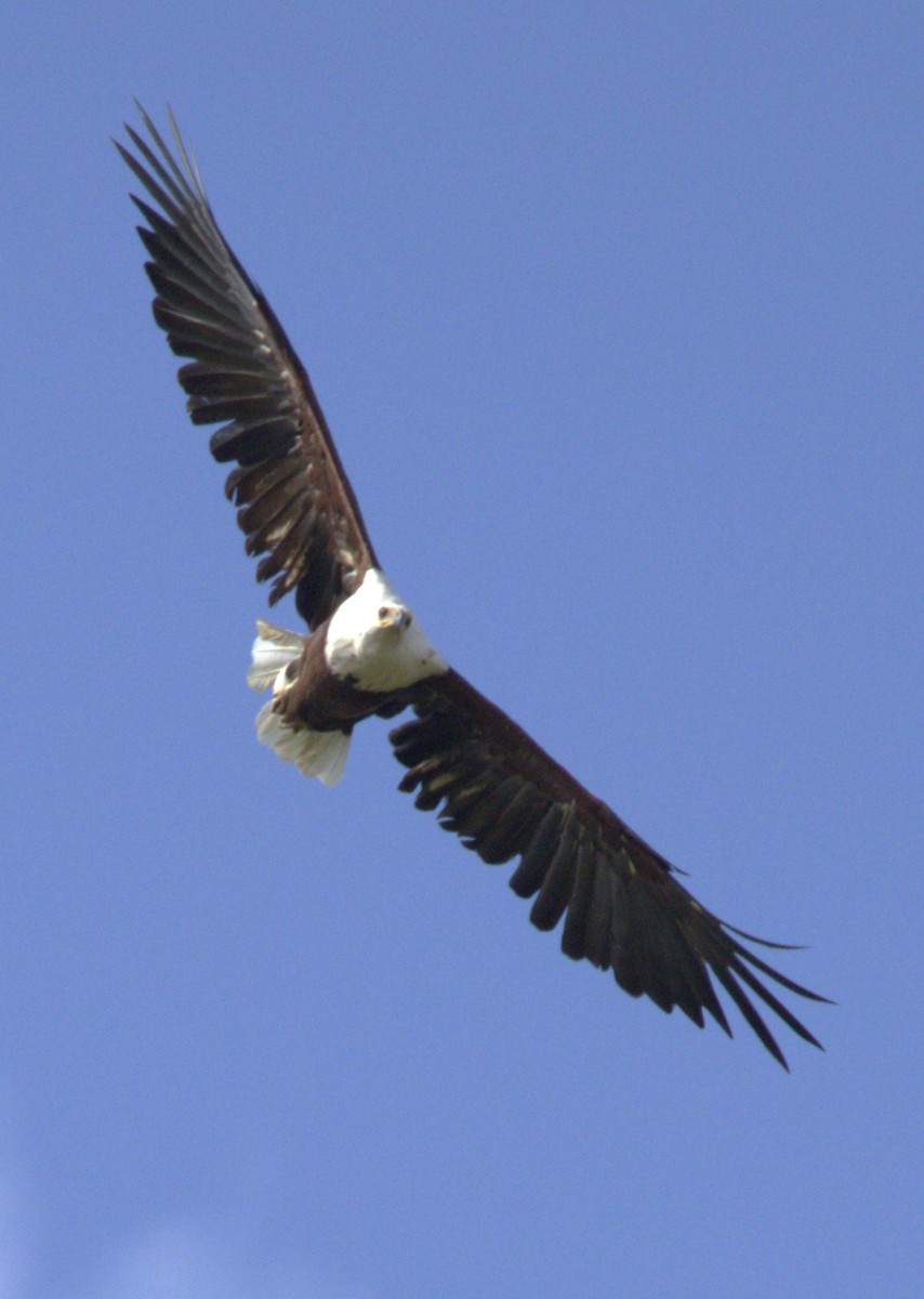 African Fish-Eagle - ML615396856